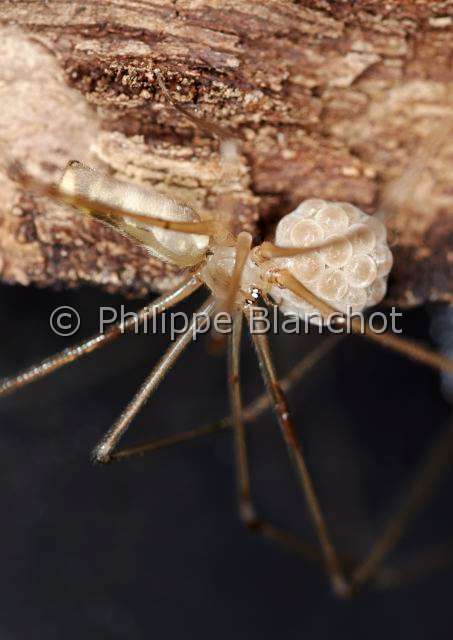 Pholcidae_1185-2.JPG - France, Araneae, Pholcidae, Pholque phalangide (Pholcus phalangioides), femelle tenant son cocon, Daddy longlegs